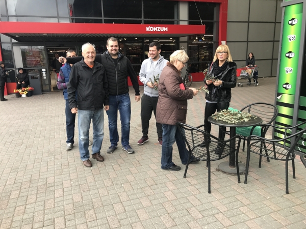 Maslinove grančice za blagdan Cvjetnice